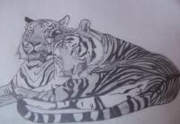 Indian Beauties - Bengal Tigers - Pencil